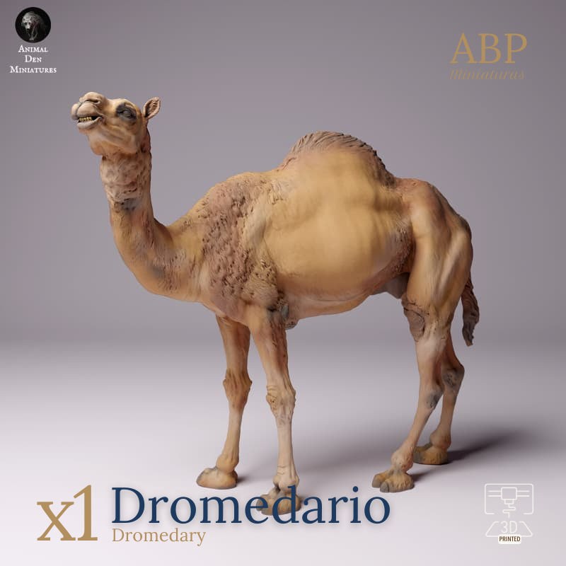 Dromedario
