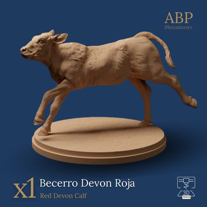 Becerro Devon Roja Corriendo