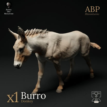 Burro