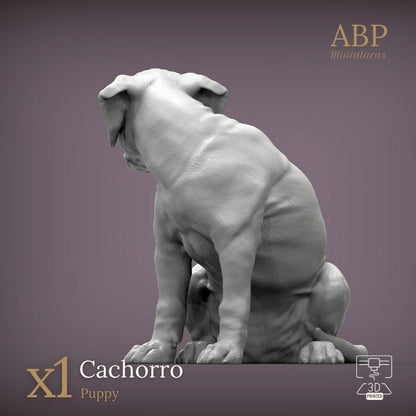 Cachorro