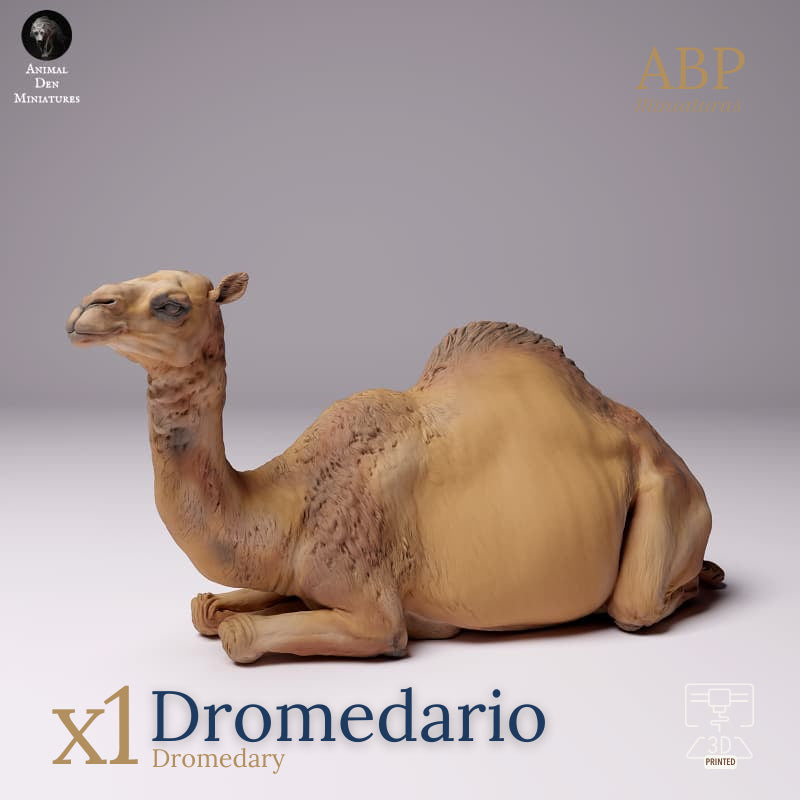 Dromedario Tumbado