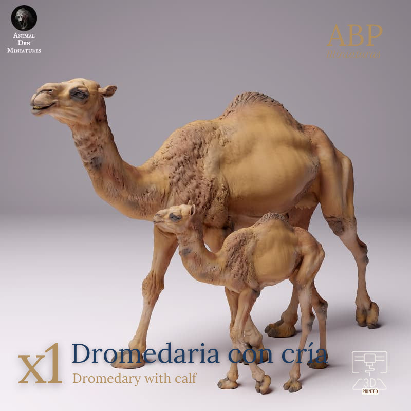 Dromedaria con Cría